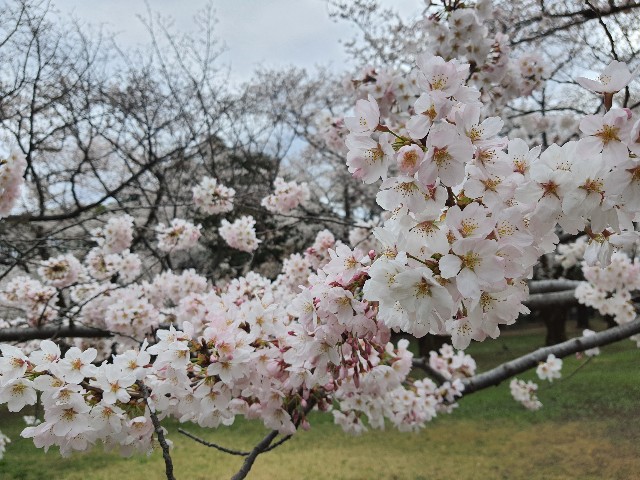 代々木公園！桜に行きました。2022花見！