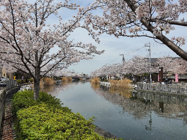 江戸川区には小松川千本桜と新川千本桜という名所があります。